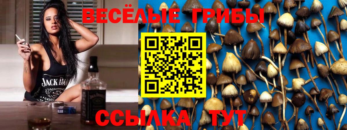Галлюциногенные грибы Psilocybe Елец